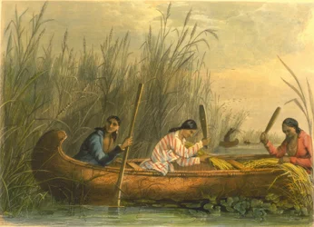 Colheita de arroz selvagem, 1853